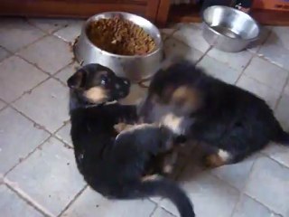 chiots berger allemand Quena