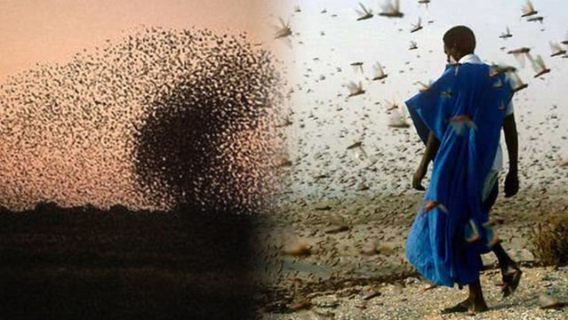 30 Million Locusts Plague Egypt Right Before Passover
