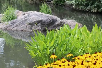 Hashim Shala me Vlla te Vet - Kanga Feta Hysa ni Hys Murati