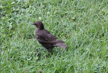 Is Llapqeva dhe Syl Mahalla - Morra avdesin ne saba