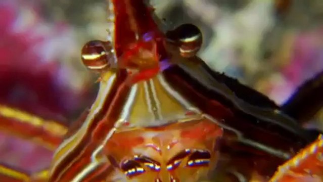 Médite ᴴᴰ - Nader Abou Anas