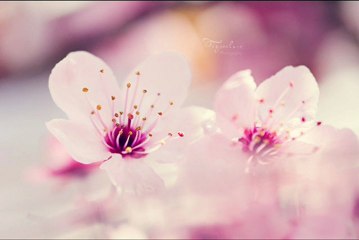 سورة التكوير للقارئ الشيخ علي جابر