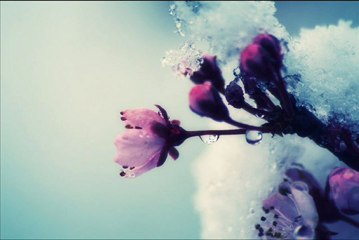 سورة الغاشية للقارئ الشيخ علي جابر