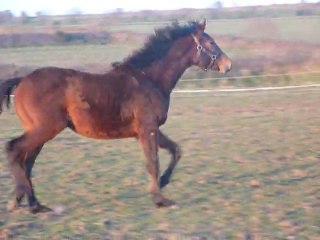 Chorus de kervel 20130304