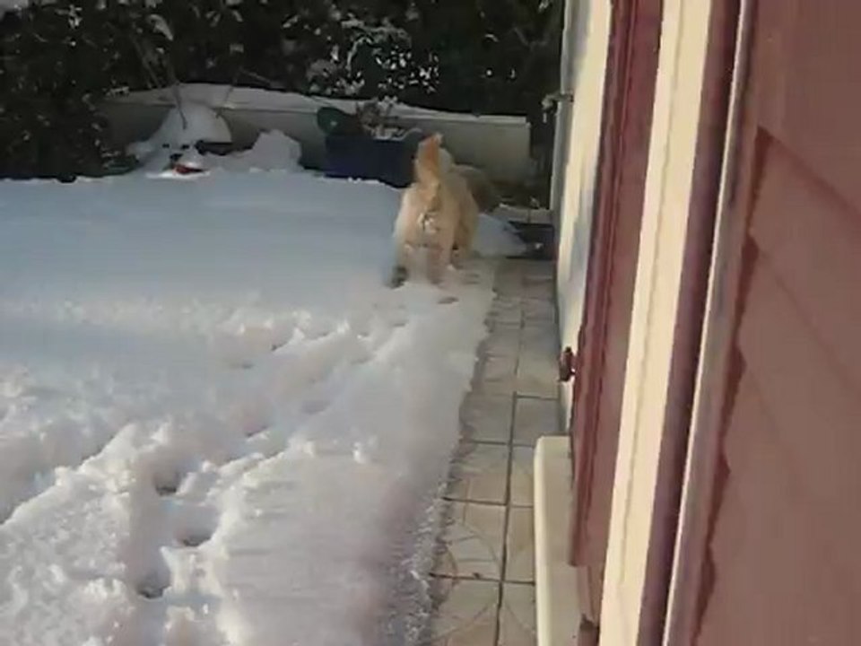 Chien déchainé dans la neige