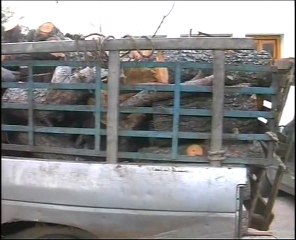 Ένα φορτηγό γεμάτο από παράνομα ξύλα