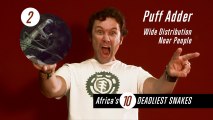 Africa's 10 Deadliest Snakes | The Countdown Show