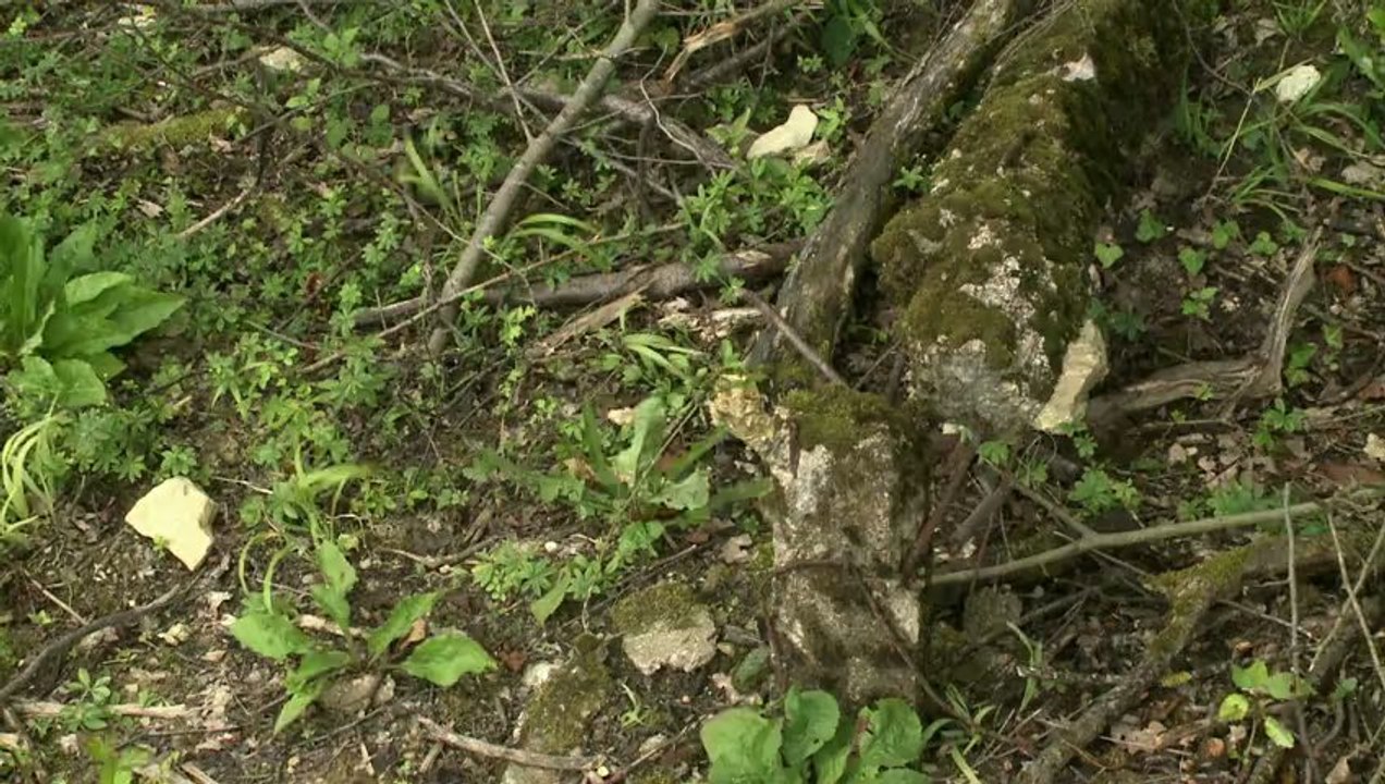 NOMADES TV Trou de mémoire