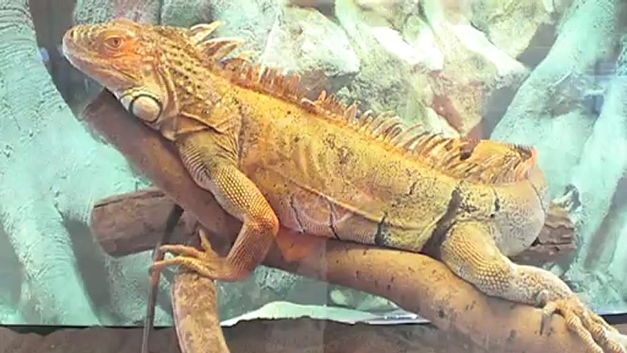 1 Тропические животные в Самаре