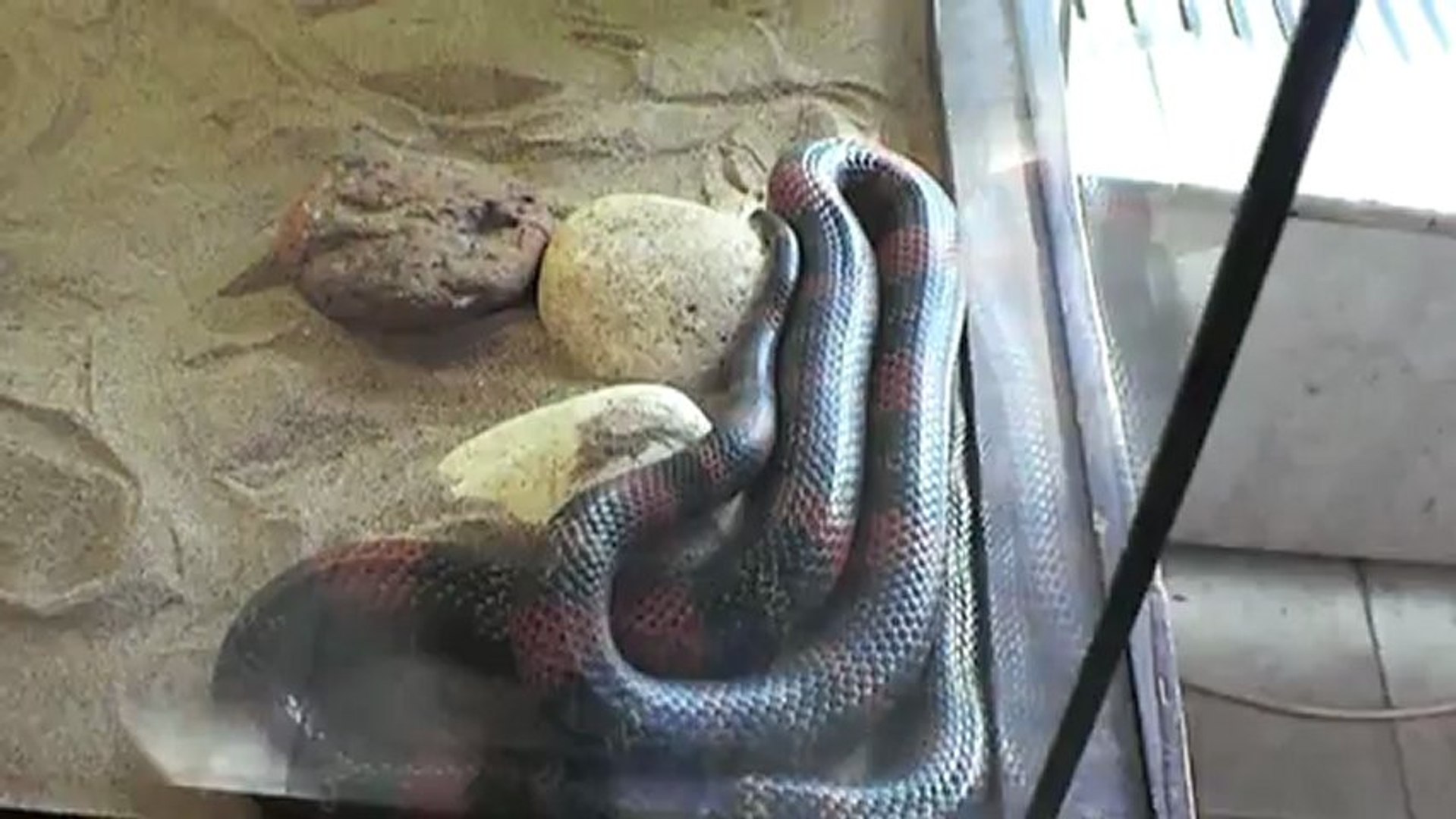 2 Тропические животные в Самаре