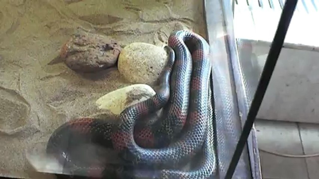 2 Тропические животные в Самаре