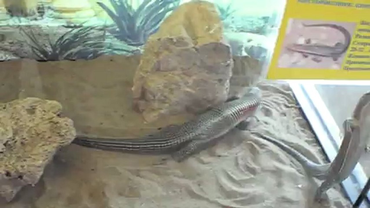 5 Тропические животные в Самаре