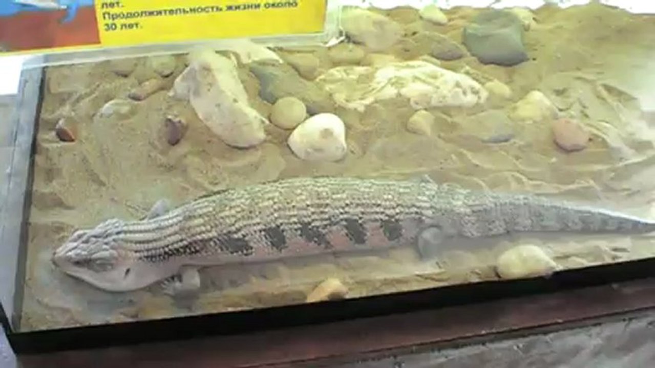 6 Тропические животные в Самаре