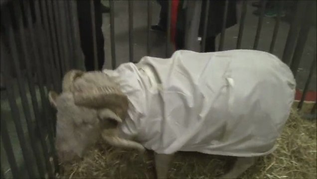 Lorenzo - Bélier Mérinos de Rambouillet - Salon de l'agriculture