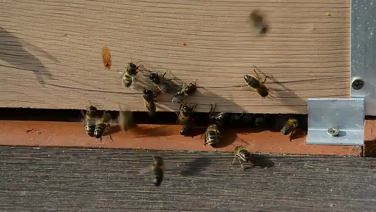 abeille _mars_2013