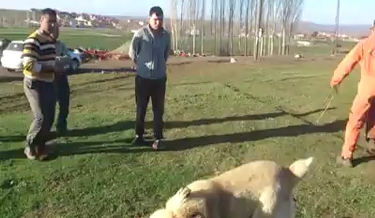 godek