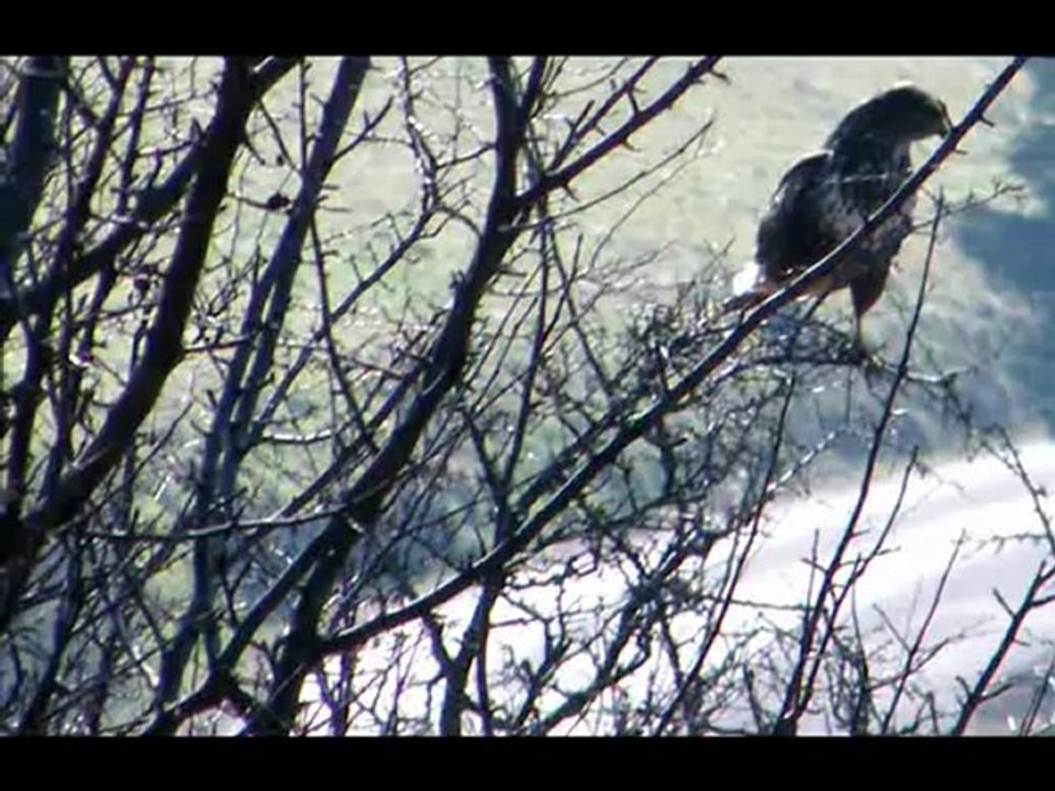 les rapaces du Pilat