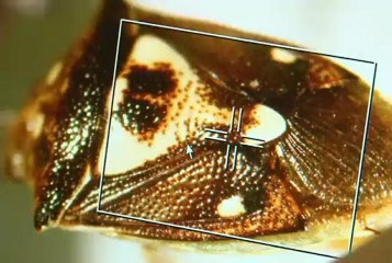 5 de marzo de 2013 ICA Diagnostico web