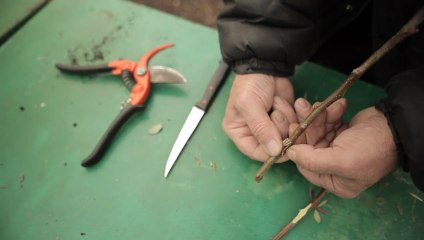 x JPB-3 : Greffer un pommier avec un porte-greffe paradis jaune de Metz