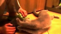 Gatinho usa porco espinho para aliviar coceira na cabeça