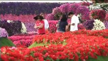 الحديقة المعجزة  في دبي.. أكبر حديقة زهور بالعالم