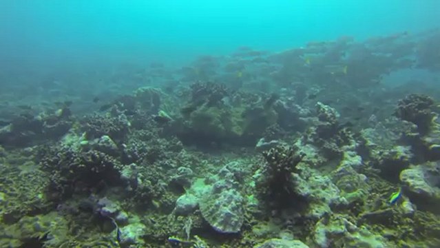 Tahiti - Plongée à la vallee blanche