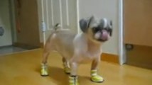 Dog Gets Winter Boots