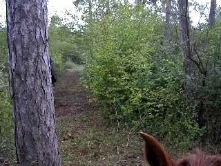 saut gise dans la foret