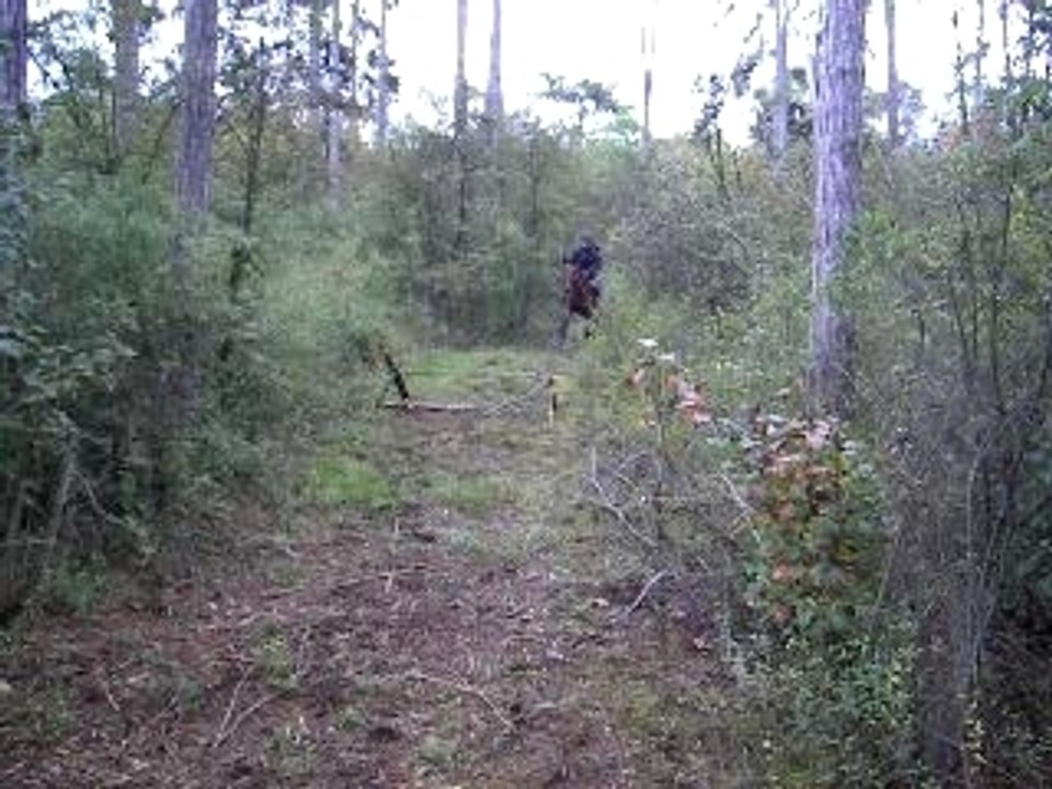 gise saut