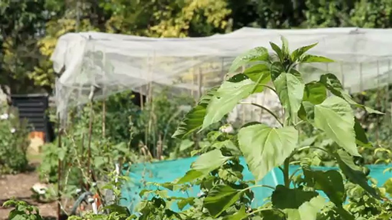x JF-1 : Un jardin entouré de murs à pêches