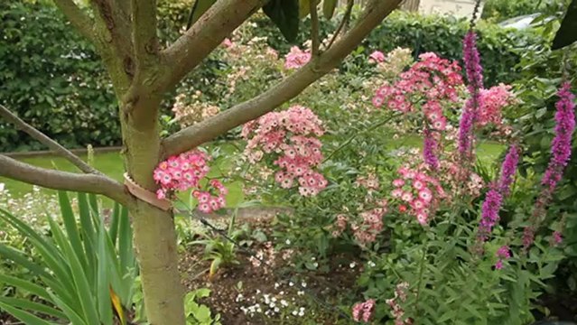 Corne broyée et sang séché comme engrais naturel des arbres fruitiers
