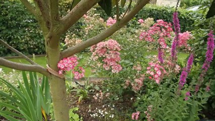 Corne broyée et sang séché comme engrais naturel des arbres fruitiers