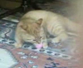 Kedi Garfi topla oynuyor