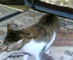 Kedi Garfiyi Evin Kedileri İnceliyor