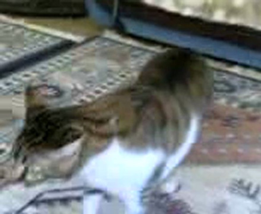 Kedi Garfiyi Evin Kedileri İnceliyor