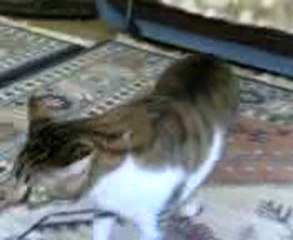 Kedi Garfiyi Evin Kedileri İnceliyor