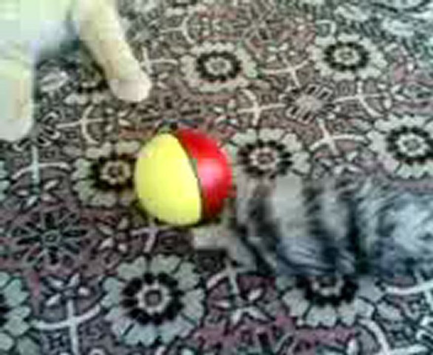 Misafir Kediyi Evin Kedisi İzliyor