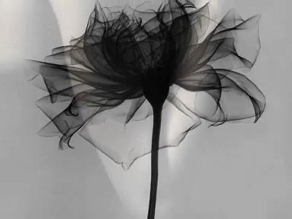 Amour-Amitié Pierre Vassiliu