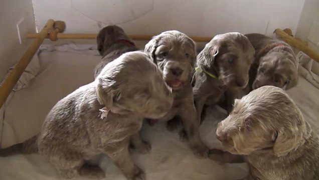 06032013 Jesse Ewan bébés poils longs Jours 25