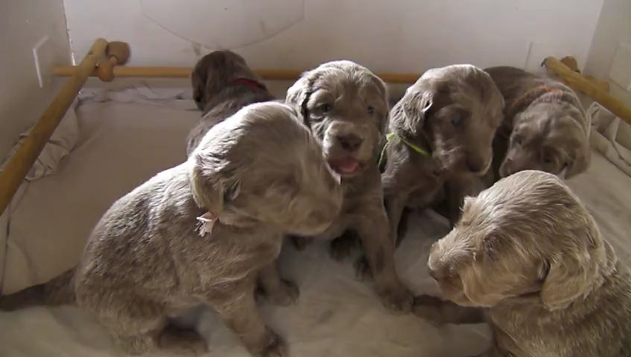 06032013 Jesse Ewan bébés poils longs Jours 25