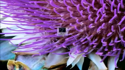 Aliens Colonial Marines µ Keygen Crack + Torrent FREE DOWNLOAD