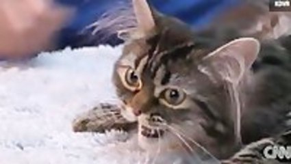 Flipper The Cat Gets A New Set Of Legs