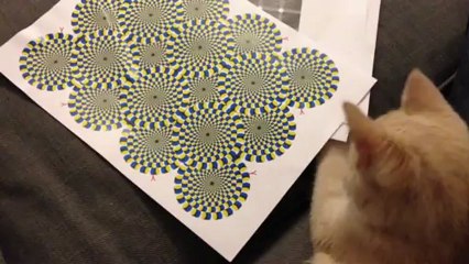Un Chat Voit Une Illusion D Optique Video Dailymotion