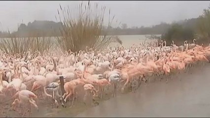 La réserve africaine de Sigean, dans l'Aude, est sous les eaux