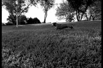 One in 4,700: FrankinSam