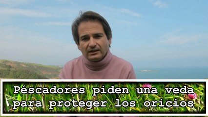 Otra especie en peligro: Pescadores piden una veda para salvar el oricio