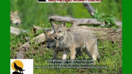 Northern Michigan University Native American Students Association, NMU EarthKeepers II Student Team Work to Protect Wolves: Keep Michigan Wolves Protected