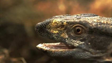 D.Channel | Hayatın Hızı: Güneybatının Yırtıcıları