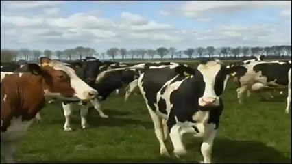 Les vaches retrouvent la liberté