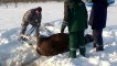 Sauvetage d'un wapiti en Russie